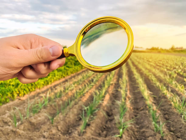 The food scientist checks the harvest for chemicals and pesticides. Study quality of soil and crop. Growing organic vegetables. Eco-friendly products. Pomology. Focus on magnifying glass. GMO test. el científico de alimentos comprueba la cosecha en busca de productos químicos y pesticidas. estudiar la calidad del suelo y los cultivos. cultivo de verduras orgánicas. productos ecológicos. pomología. concéntrese en la lupa. prueba de omg.