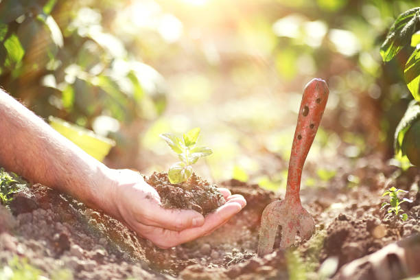 istock Small sprout for landing in the ground in hands 1183338855
