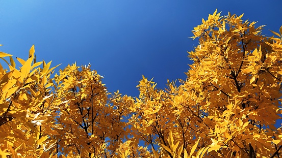 Beautiful yellow leaves in autumn.