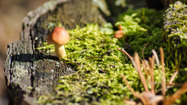 istock Mushroom in forest close up 1183339182