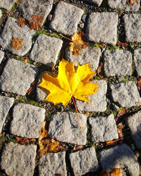 Yellow maple leave on paving stones Yellow maple leave on paving stones norway autumn oslo tree stock pictures, royalty-free photos & images