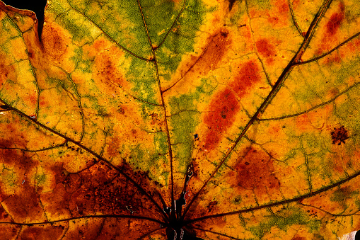 Autumn Leaves showing colours from chemicals passed into leaves in fall