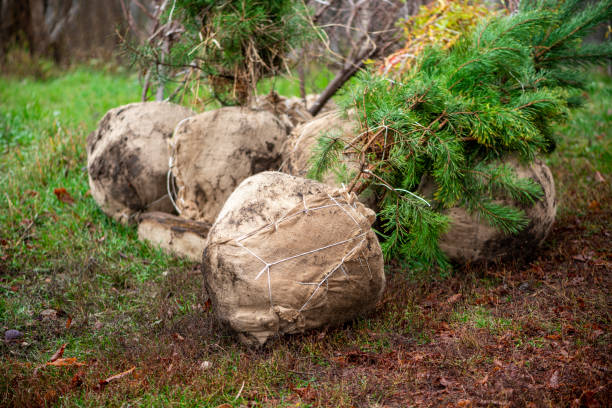 plusieurs arbres creusés avec des racines dans la toile de jute - surgical pin photos et images de collection