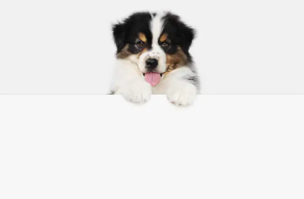 Photo of funny pet puppy dog showing a placard isolated on white background blank template with copy space