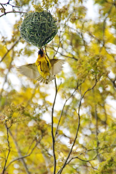 istock Southern masked weaver building a nest 1183341710