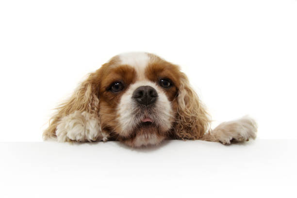 istock cute and hungry cavalier spaniel with paws over white sign. Isolated on white background 1183343175