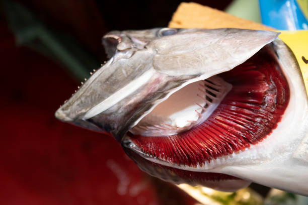 da vicino le branchie di pesce. salmone a bocca aperta. - market fish mackerel saltwater fish foto e immagini stock