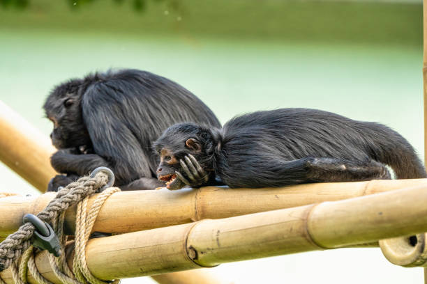 istock The black-headed spider monkey, Ateles fusciceps is a species of spider monkey 1183344740