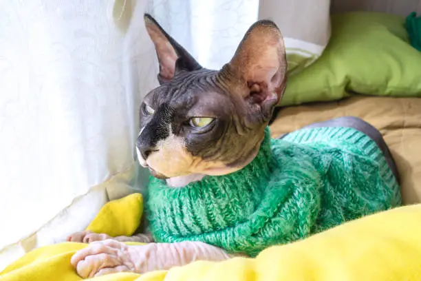 Cat of breed the canadian Sphynx in sweater near the window. Hairless tomcat portrait close up.
