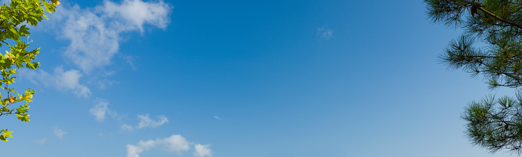 Tree leaves and blue sky