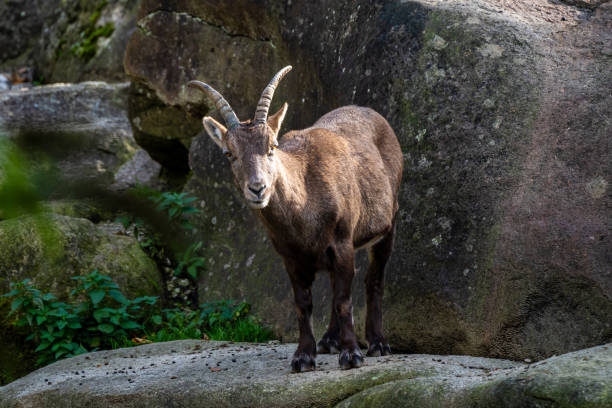 istock Male mountain ibex or capra ibex on a rock 1183345091
