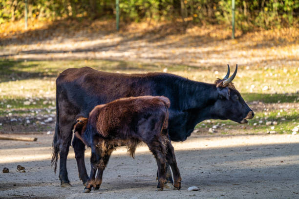 ganado heck, bos primigenius taurus o aurochs en el zoológico - cattle highland cattle beef animal fotografías e imágenes de stock