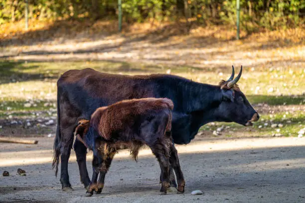 Heck cattle, Bos primigenius taurus, claimed to resemble the extinct aurochs.