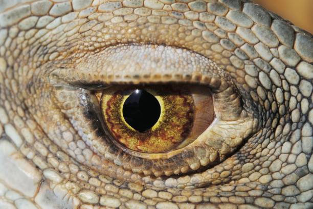 istock Eye of the Green iguana (Iguana iguana) 1183346570