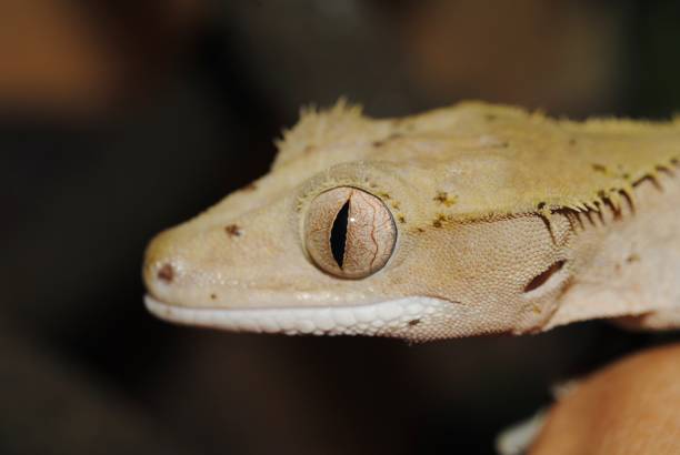istock The crested gecko or eyelash gecko (Correlophus ciliatus) 1183346573