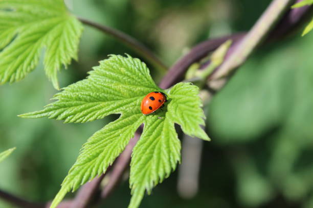 istock Ladybug on a green leaf. Wild nature. Insects 1183346618