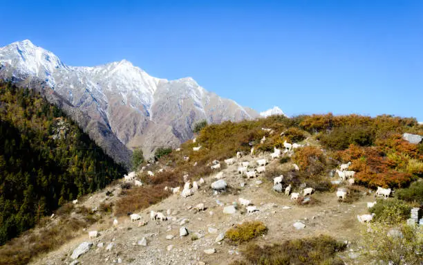 Herd of sheep in lush Himalayas mountain at a distance in summer - Ranikanda meadows, Karcham terrain park, Spiti Valley, Himachal Pradesh, India, Asia Pac. Snow covered Kailash mountain range at far.
