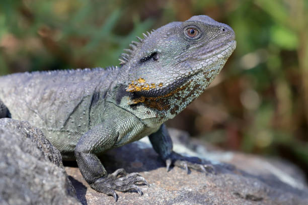 istock Gippsland Water Dragon 1183348299