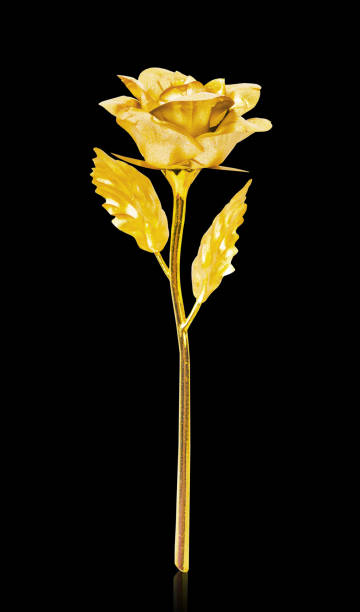 istock Golden rose isolated on black background, 1183349287