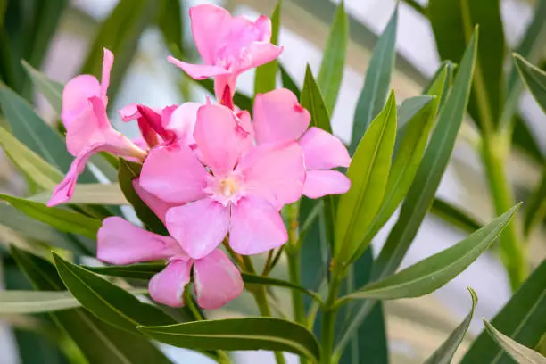 Close-up of pink-colored blossom of Nerium oleander (Apocynaceae).