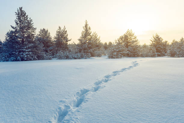 istock winter snowbound plain with human trace near a pine forest at the sunset, winter evening background 1183351228