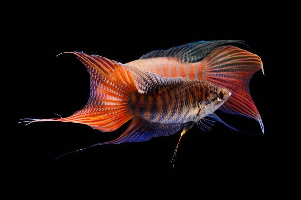 istock Paradise fish, or Macropodus Opercularis, isolated on black background 1183351277