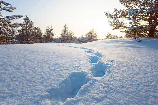winter snowbound plain with human trace near a pine forest at the sunset, winter evening background