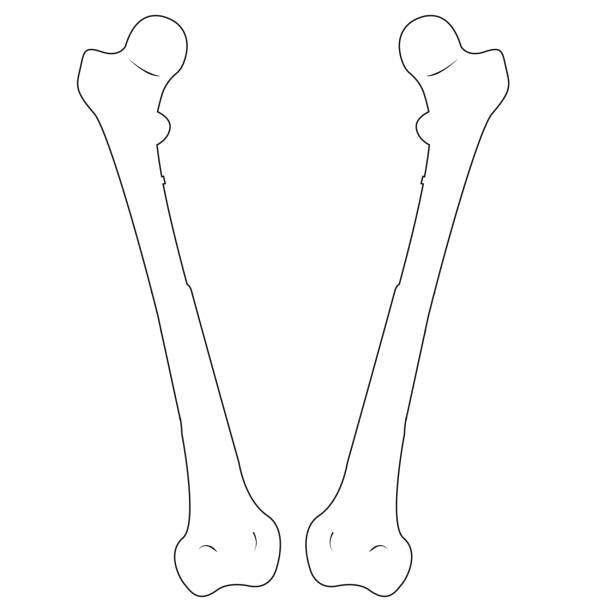 illustrations, cliparts, dessins animés et icônes de os de fémur. illustration de vecteur-1 - femur bone