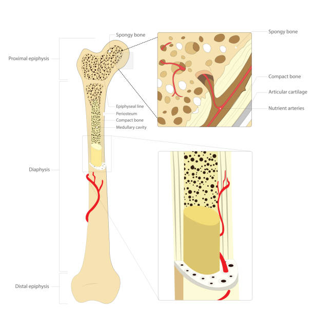 illustrations, cliparts, dessins animés et icônes de illustration de vecteur de science éducative médicale de structure d'os. anatomie osseuse - femur bone