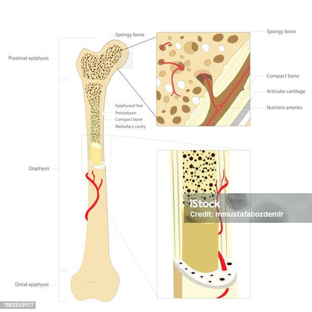 Bone Structure Medical Educational Science Vector Illustrationbone Anatomy Stock Illustration - Download Image Now