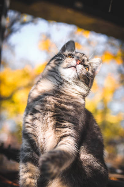 istock Gray tabby kitten catches a toy, funny vertical photo, meme 1183354131