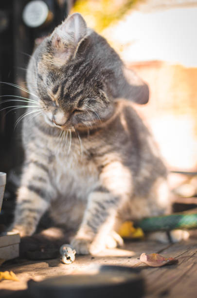 istock Gray kitten is shaking its head in orange light 1183354202