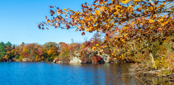 istock Maple tree with golden leaves framing a boulder by a lake 1183354259