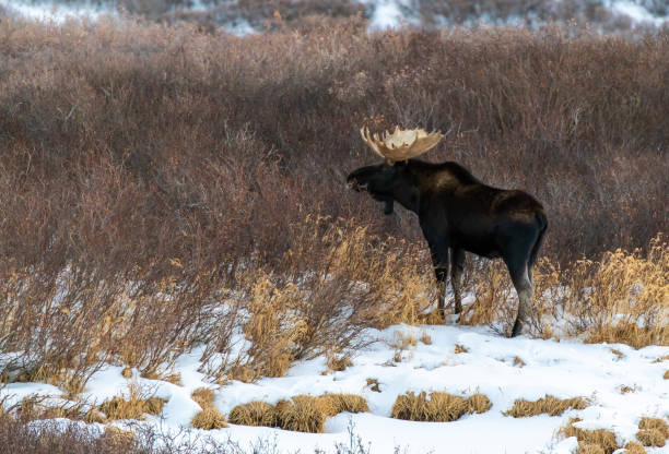 istock Large Bull Moose In Winter 1183355847