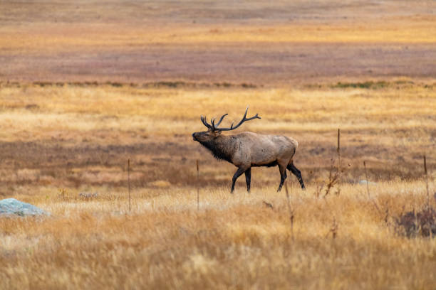 istock A Large Bull Elk in a Mountain Meadow During the Fall Rut 1183356043