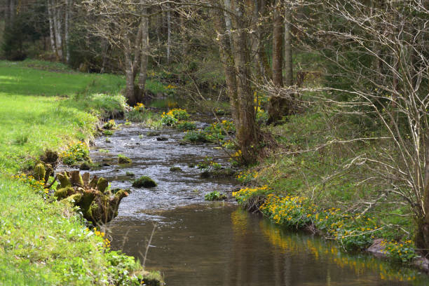 istock Clean mountain river with stones and plants and fresh spring grass in the Schwarzwald forest, Germany 1183356063