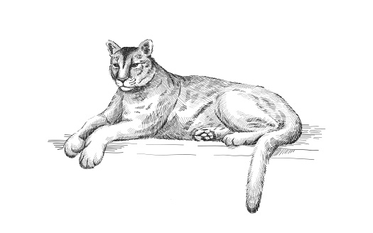Ilustración de Puma Reclinable León De Montaña Americano Mentiroso Tigre Rojo Animal Pantera Depredador De Puma En El Zoológico Ilustración Vectorial Arte De Boceto Dibujado A Mano y más Vectores Libres de Ilustración de Puma Reclinable León De Montaña Americano Mentiroso Tigre Rojo Animal Pantera Depredador De Puma En El Zoológico Ilustración Vectorial Arte De Boceto Dibujado A Mano y más Vectores Libres de