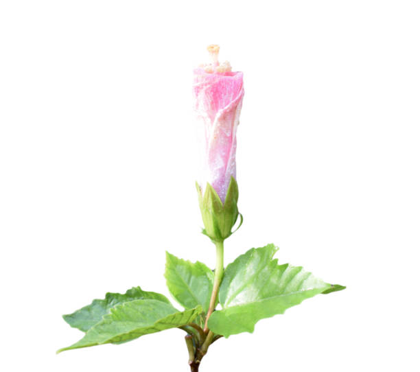 istock Hibiscus flowers in a white background 1183357174