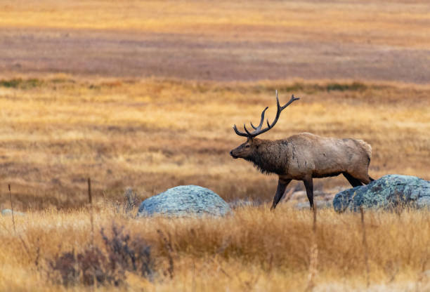 istock A Large Bull Elk in a Mountain Meadow During the Fall Rut 1183358160