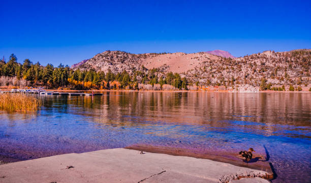 A wild duck poses as if she is the owner in this June Lake at the autumn.