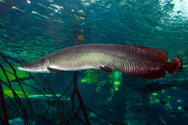 Arapaima (Sudis gigas), also known as the pirarucu. Arapaima (Sudis gigas), also known as the pirarucu. Wildlife animal. actinopterygii stock pictures, royalty-free photos & images