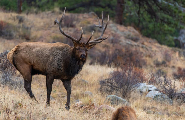 istock A Large Bull Elk in a Mountain Meadow During the Fall Rut 1183359380