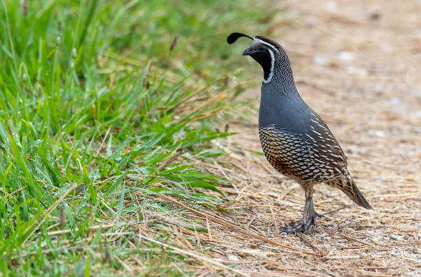 istock A Beautiful California Quail on a Hiking Trail 1183359545
