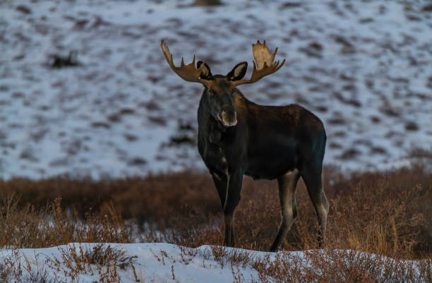 istock Large Bull Moose In Winter 1183361085
