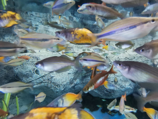 istock colourful fishes in aquarium 1183362570