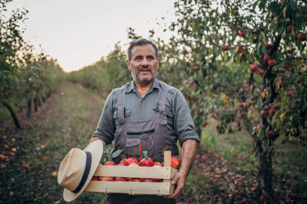 istock Senior farmer in apple orchard 1183363530