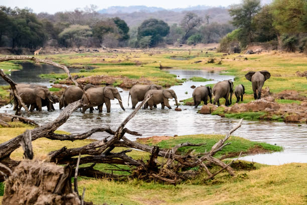 istock African elephants at the Jongomero river 1183364499