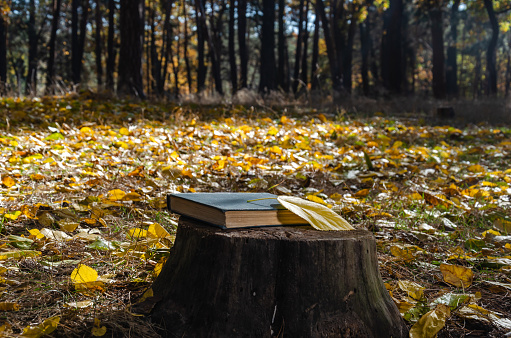 Book and yellow fallen leaf on a stump in the autumn forest or park. Weekend in the park in a sunny october day. Rest in the forest. Reading outdoors. Close-up