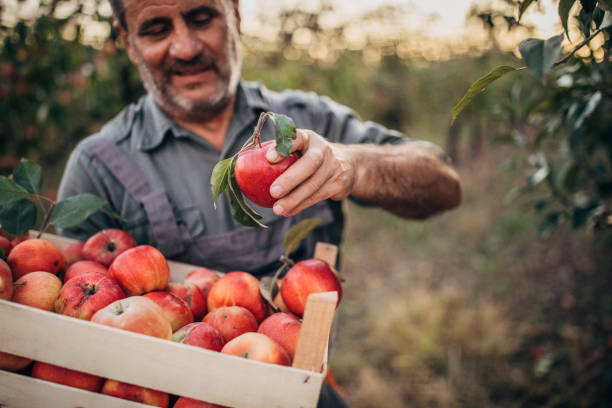 istock Senior farmer picking up apples in fruit orchard 1183364831