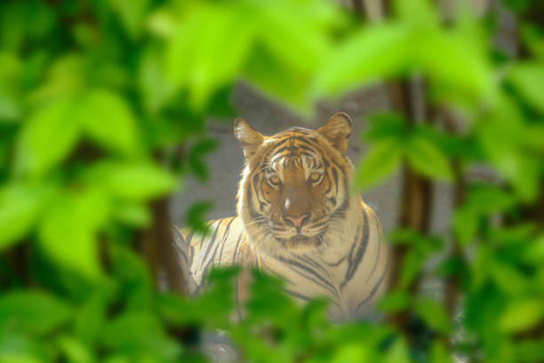 istock Sight of tiger. 1183366016